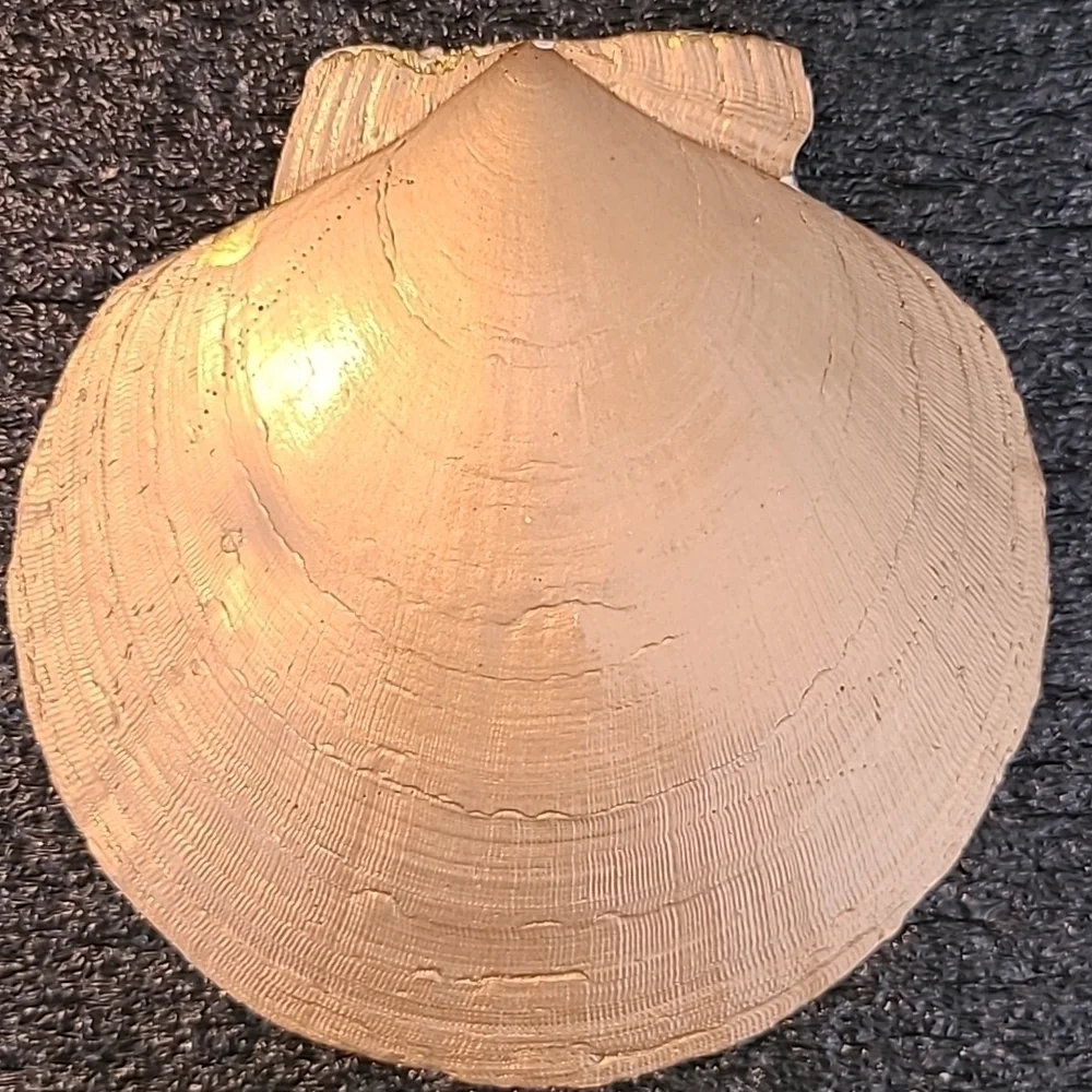 Baby Seal Trinket Shell (Handcrafted)